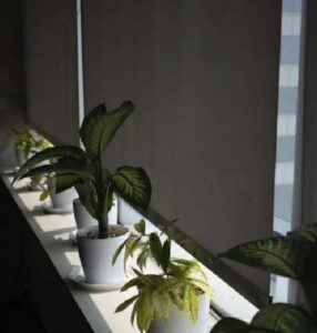 BLINDS